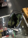 Nike foamposite “pine green”/size 8.5